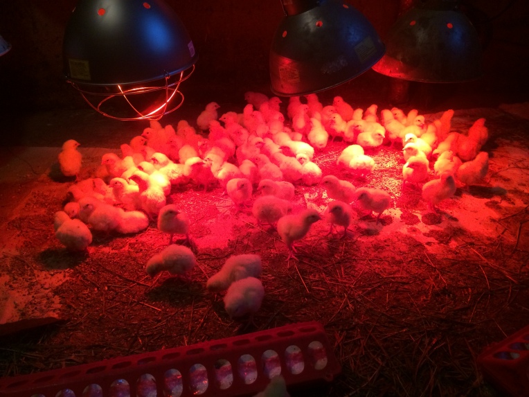 100 cute little chicks. These are meat chicks which will be slaughtered for meat when they are older :(